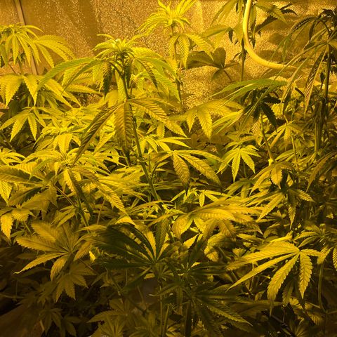 I.C.C. x Pistachio  growlog timeline photo