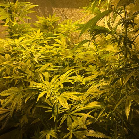 I.C.C. x Pistachio  growlog timeline photo