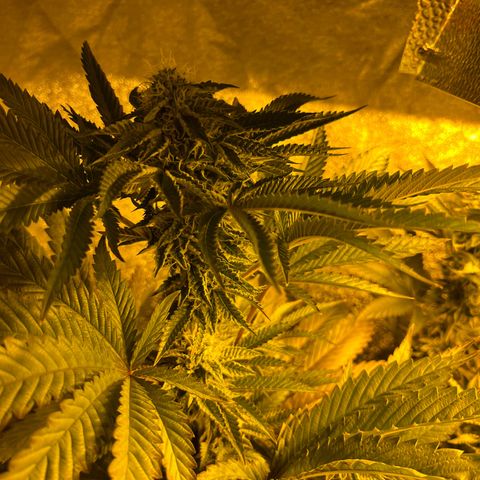 I.C.C. x Pistachio  growlog timeline photo
