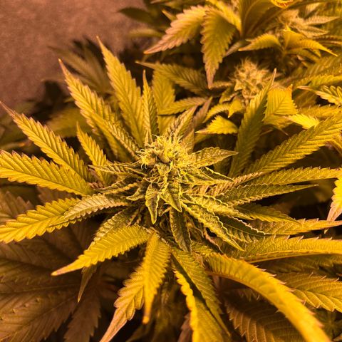 I.C.C. x Pistachio  growlog timeline photo