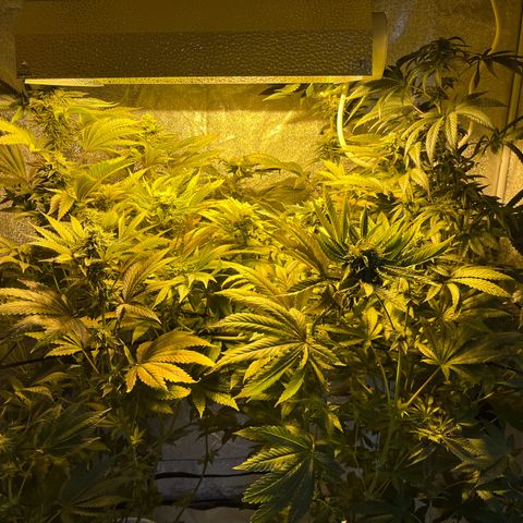 I.C.C. x Pistachio  growlog timeline photo