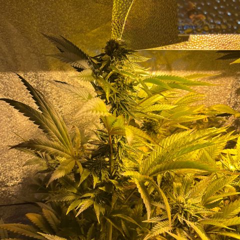 I.C.C. x Pistachio  growlog timeline photo
