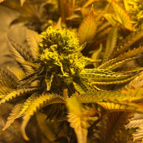 I.C.C. x Pistachio  growlog timeline photo