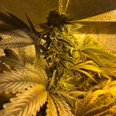 I.C.C. x Pistachio  growlog timeline photo