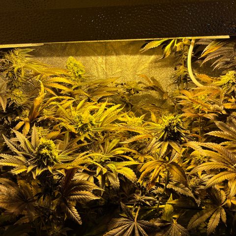 I.C.C. x Pistachio  growlog timeline photo