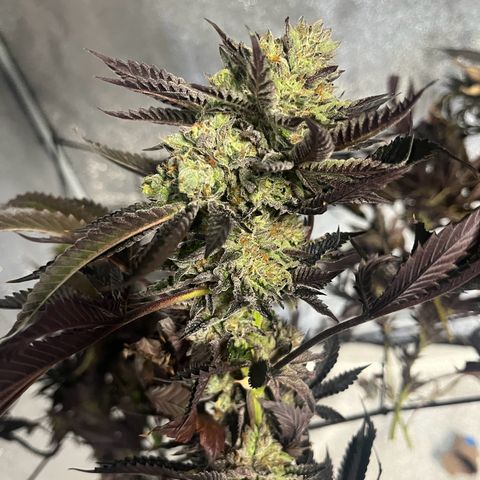 I.C.C. x Pistachio  growlog timeline photo