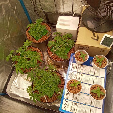 Candy Kush #2 growlog photo: 7hrs after transplant 
