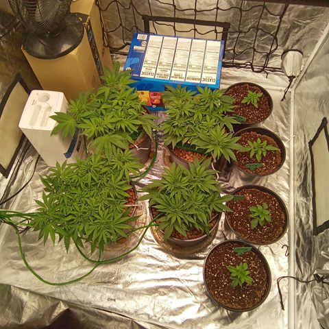 Candy Kush #2 growlog timeline photo