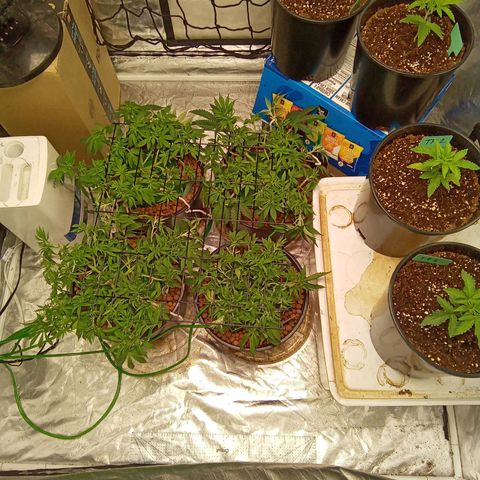 Candy Kush #2 growlog timeline photo