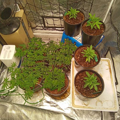 Candy Kush #2 growlog timeline photo