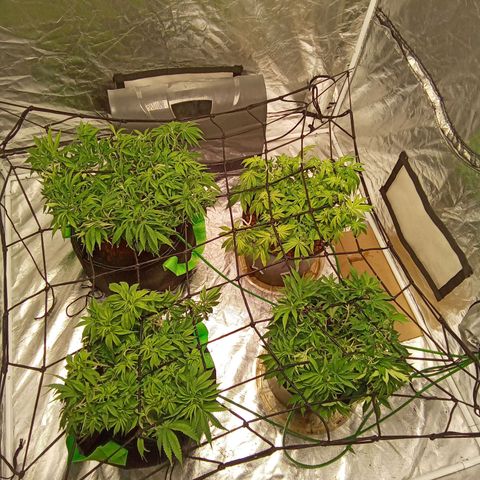 Candy Kush #2 growlog timeline photo