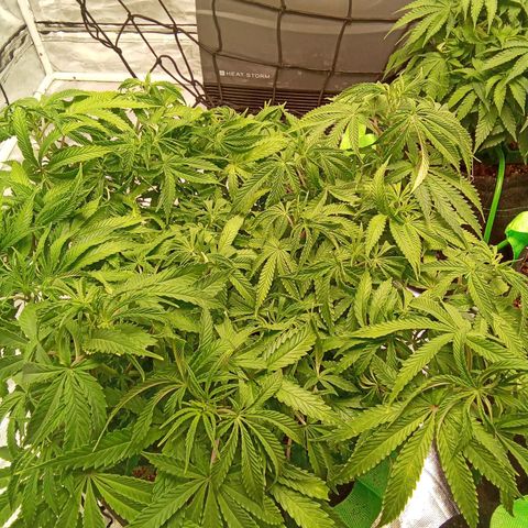 Candy Kush #2 growlog timeline photo