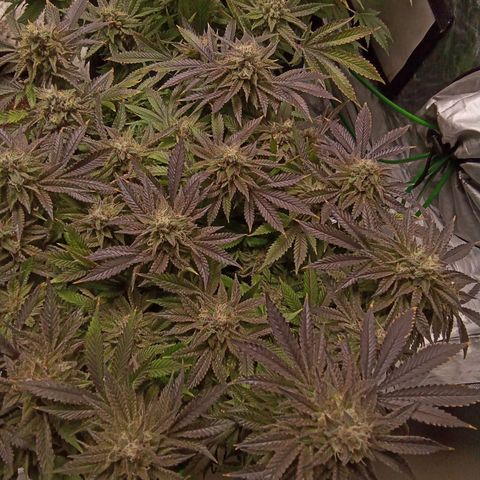 Apple Fritter #1 growlog timeline photo