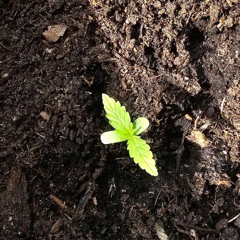 Epsilon F1 RQS growlog timeline photo