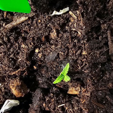 Epsilon F1 RQS growlog timeline photo