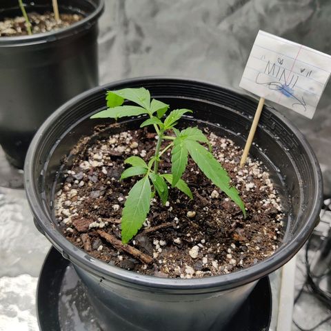 Mini growlog timeline photo