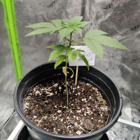 Bigs growlog timeline photo