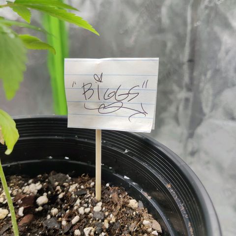 Bigs growlog timeline photo