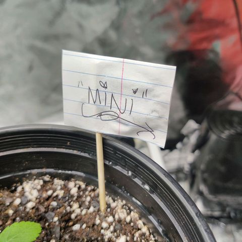 Mini growlog timeline photo
