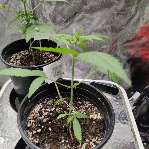 Mini growlog timeline photo