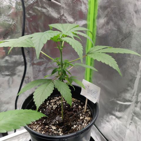 Bigs growlog timeline photo