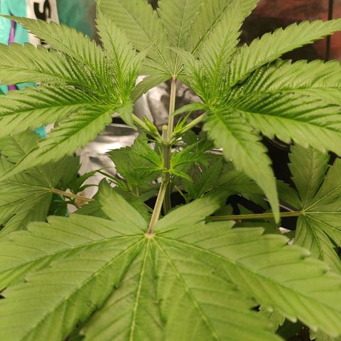 Mini growlog photo: Topped