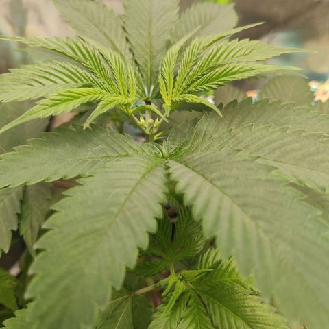 Bigs growlog photo: Topped