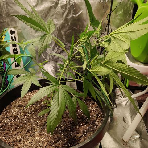 Mini growlog photo: LST