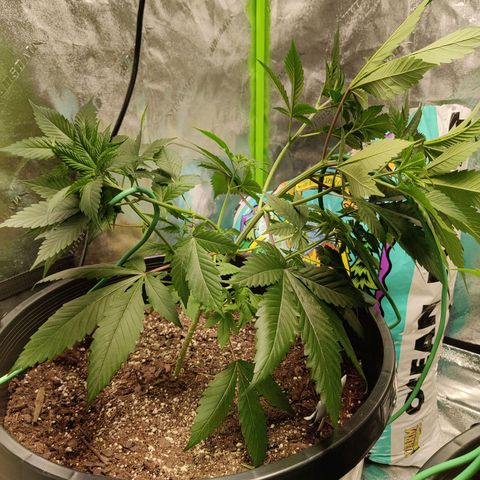Bigs growlog photo: LST