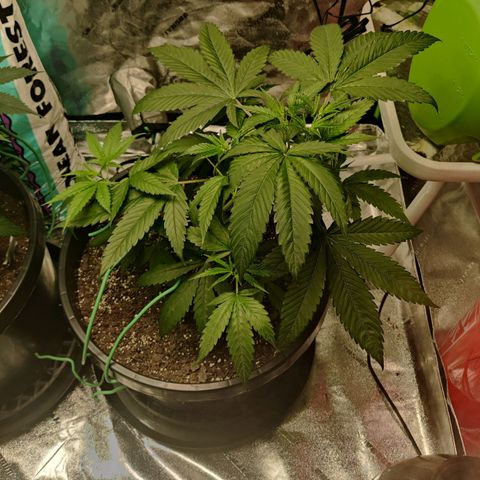 Mini growlog photo: 1 day after training