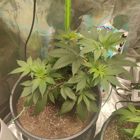 Bigs growlog photo: 1 day after training
