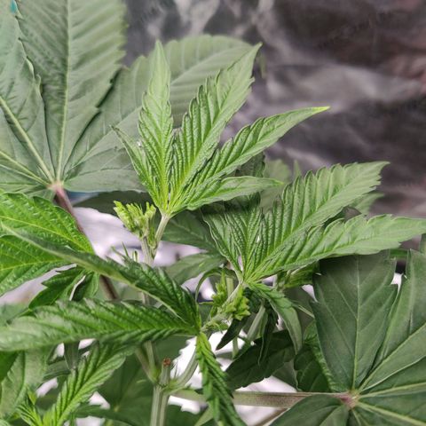 Mini growlog photo: FIM