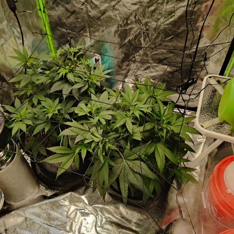 Bigs growlog photo: Trellis net