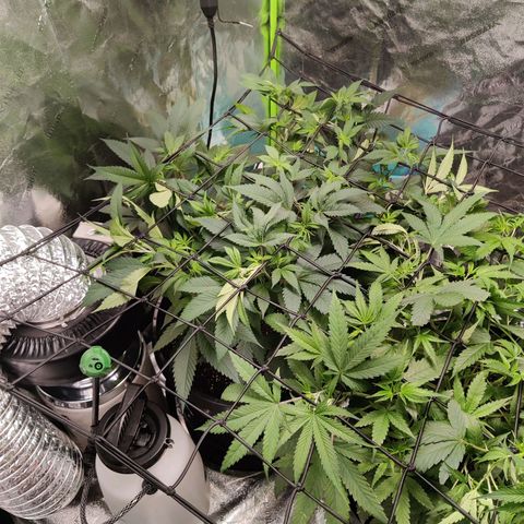 Bigs growlog timeline photo