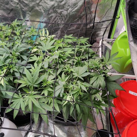 Mini growlog timeline photo