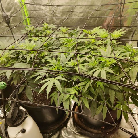 Bigs growlog timeline photo
