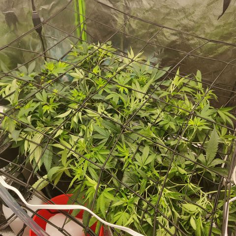 Bigs growlog photo: Scrog