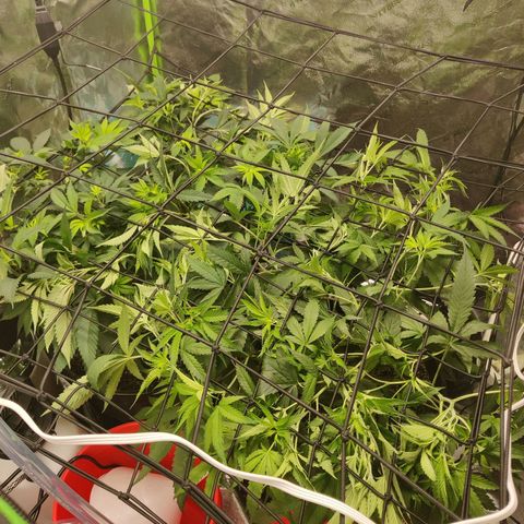 Mini growlog photo: Scrog