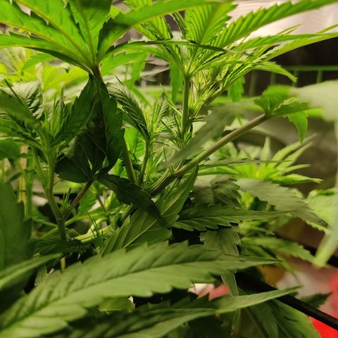 Mini growlog timeline photo