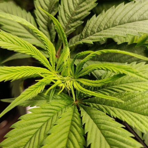 Bigs growlog timeline photo