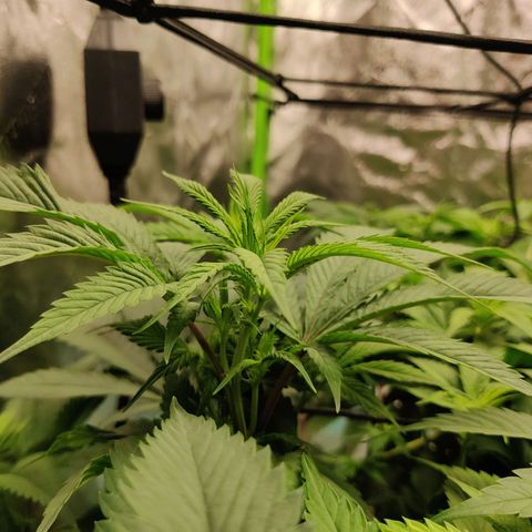 Bigs growlog timeline photo