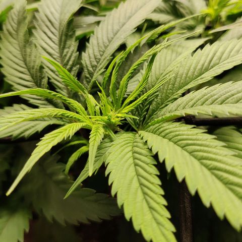 Bigs growlog timeline photo