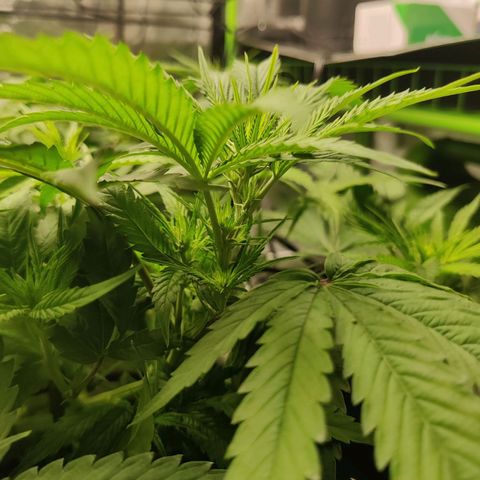 Mini growlog timeline photo