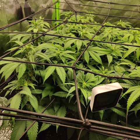 Bigs growlog timeline photo