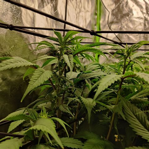 Bigs growlog timeline photo