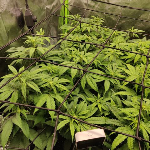 Bigs growlog timeline photo
