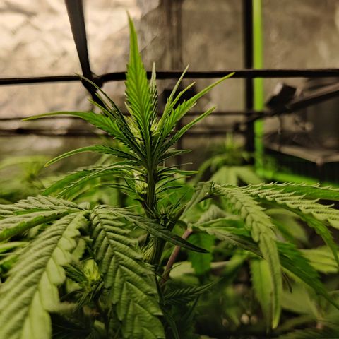 Mini growlog timeline photo