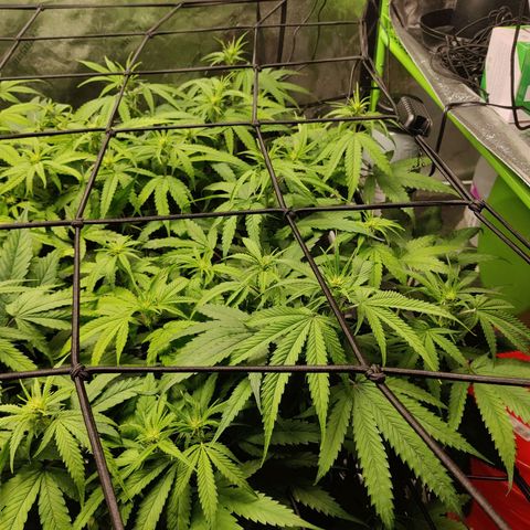 Mini growlog timeline photo