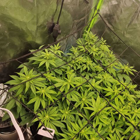 Bigs growlog timeline photo