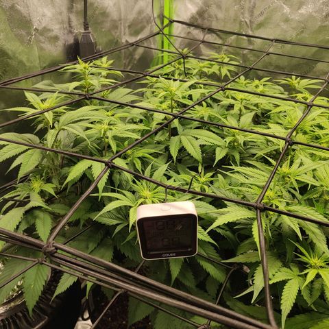 Bigs growlog timeline photo